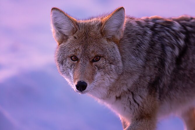 Winter in Yellowstone Photography Tour - Location and Duration