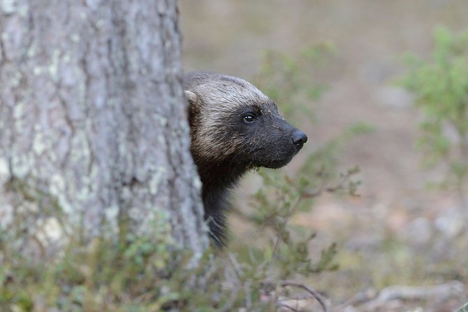 Wolverine Photography in Summer - Overview of Wolverine Photography