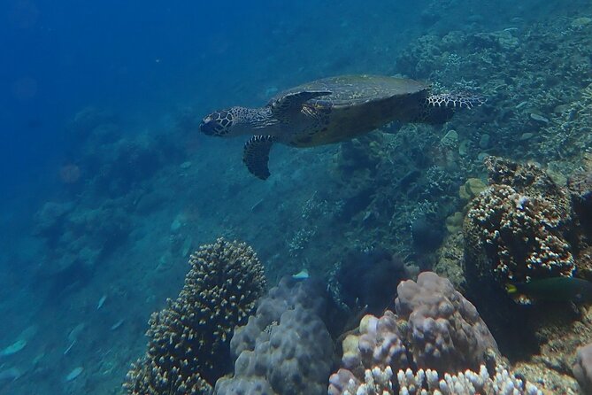 Wonderful Snorkeling Trip From Manila! Updated *** - Trip Overview