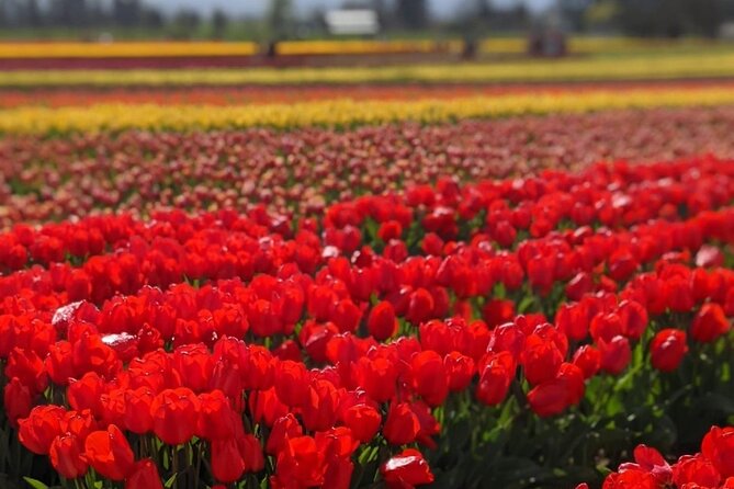 Wooden Shoe Tulip Festival - Festival Overview