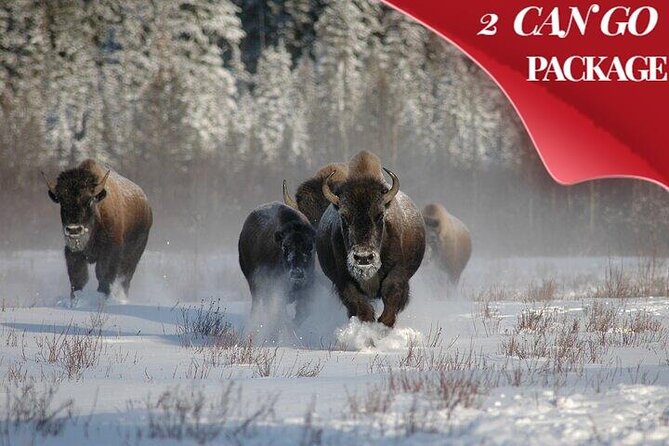 Yellowstone & Grand Teton National Parks Private Winter Tour 5-Day - Tour Overview