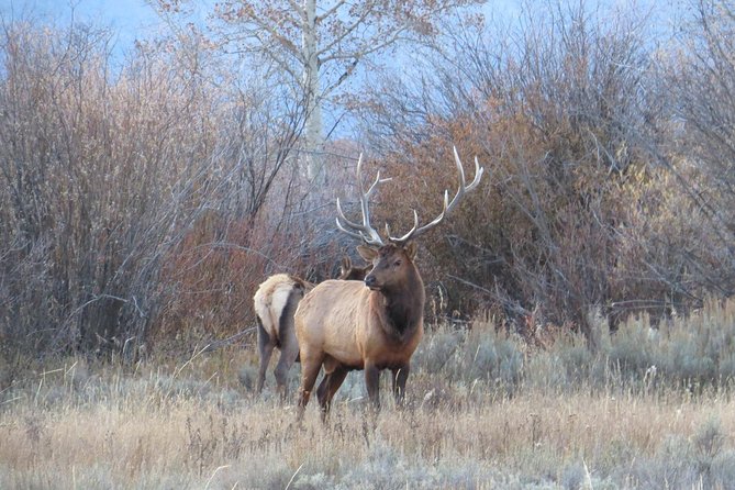 Yellowstone National Park - PRIVATE Upper Loop Tour From West Yellowstone - Highlights of the Upper Loop Tour