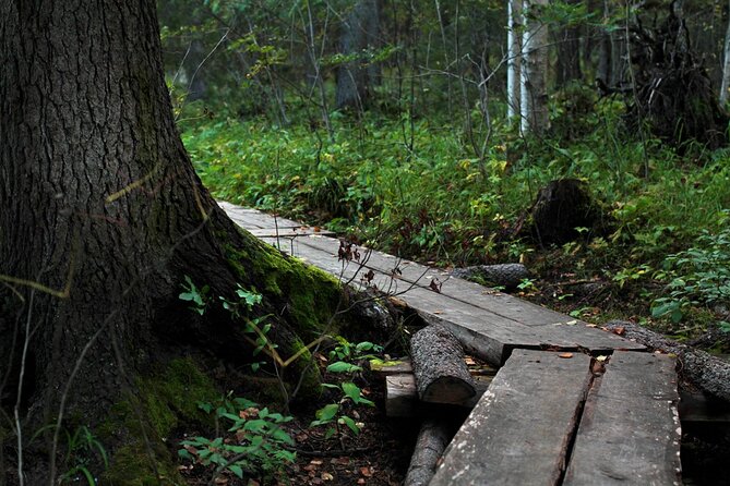 2.5 Hours Hike in Vaattunkikongas Forest Trail - Good To Know