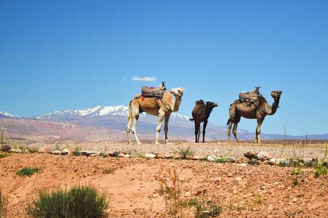 2-Day Desert Tour From Marrakech to Zagora Camel Treks & Luxury Camp - Good To Know