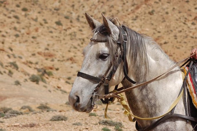 2-Day Horseback Riding in Moroccos Atlas Mountains From Marrakech - Good To Know