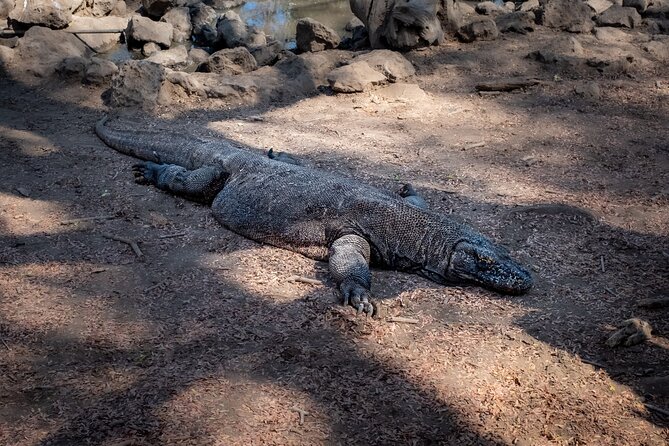 2 Best 2 Day Tours In Komodo