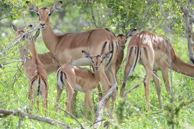 2-Day Kruger National Park Safari With Private Transfers