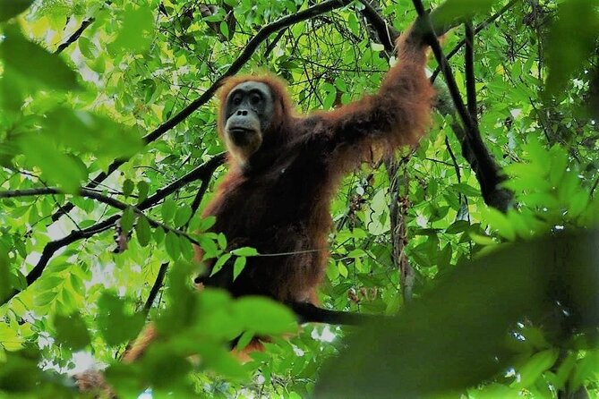 2 Day Orangutan Jungle Trek From Hotel Orangutan Bukit Lawang - Good To Know