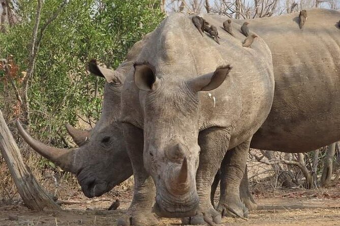 2 Day Pilanesberg Safari in 3 Star Lodge - Overview and Location