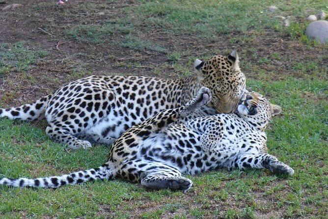 2-Day Private Garden Route Tour From Cape Town - Good To Know