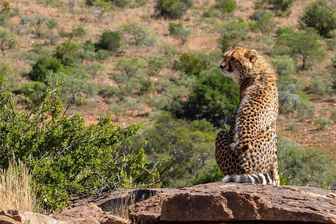2 Day Private Luxury Addo Elephant & Mountain Zebra Park Safari