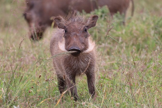 2 Day Private Luxury Addo Elephant Park & Bhejane Reserve Safari - Good To Know