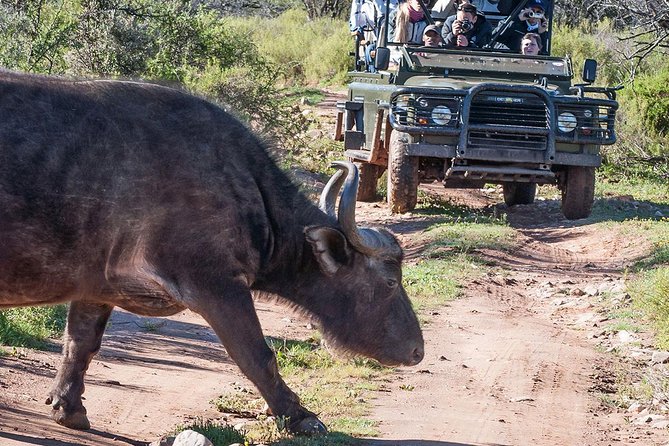 2 Day South African Wildlife of the Western Cape and 4x4 Safari