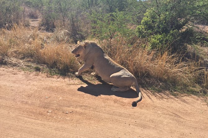 2 Day Tented Safari in the Pilanesberg