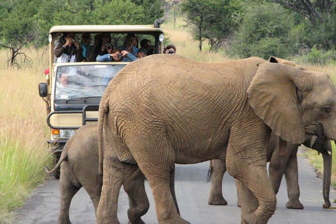 2 Days and 1 Night Pilanesberg Safari - Safari Highlights