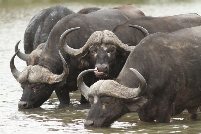 2-Days Kruger Park Safari & Panorama Route Tour From Hazyview