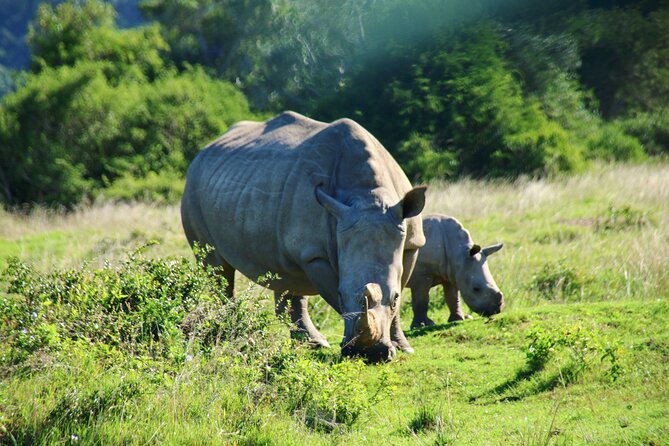 2 Days Pilanesberg National Park Luxury Safari - Good To Know