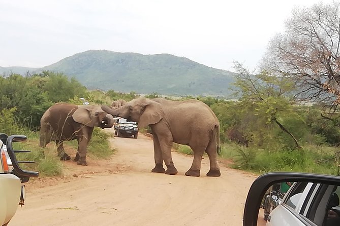 2 Days Pilanesberg With Sun City Magical Safari