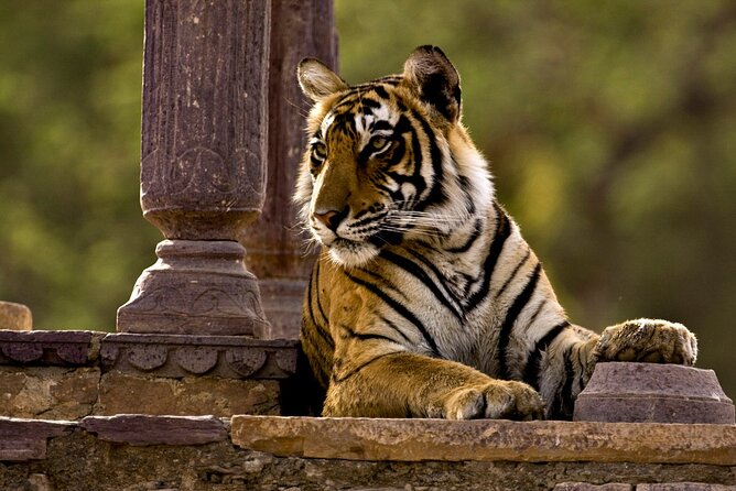 2 Days Ranthambore Tiger Safari From Jaipur With Hotel & Safari