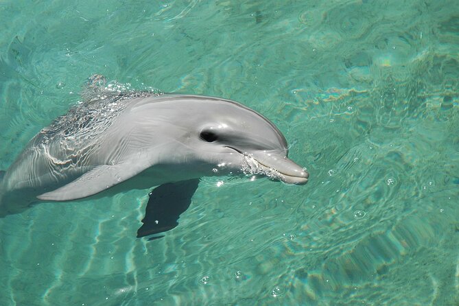 2 Hour Dolphin and Snorkeling Experience at Panama City - Overview and Inclusions