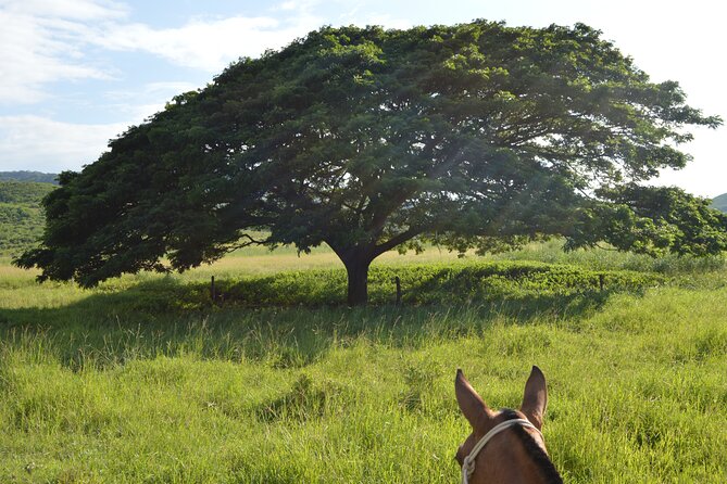 2-Hour Horseback Riding Tour in Guanacaste
