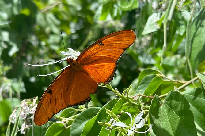 2 Hour Photography Tour of Phoenix Desert Botanical Gardens