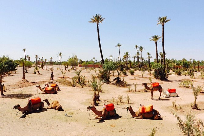 2 Hours Camel Ride in The Famous Marrakech Palm Groves and Berber Villages