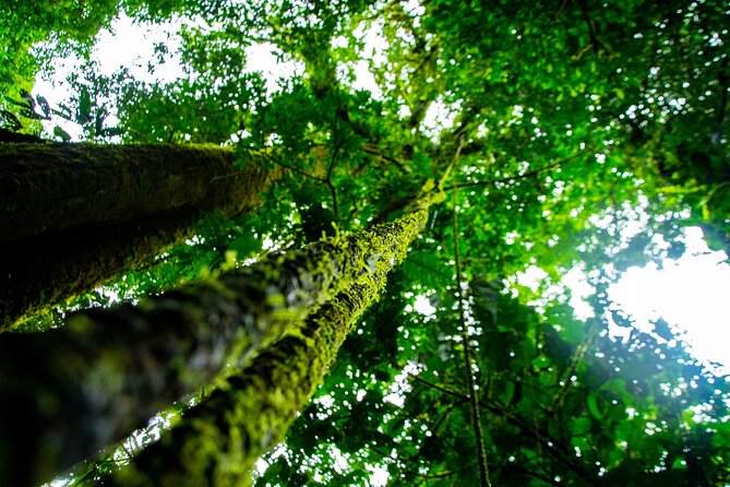 2-in-1 Best of La Fortuna. Hanging Bridges & Arenal Volcano Traditional Lunch