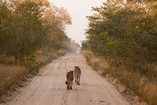 2 Nights Lion King Safari to Kruger From Nelspruit