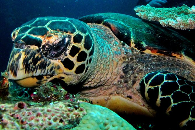 2 PADI Certified Dives at Tulamben From Bali - Good To Know