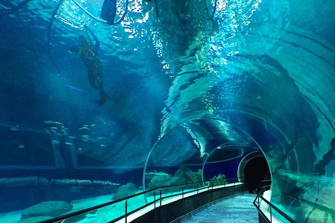 20 - Guided Tour to AquaRio and Olympic Boulevard
