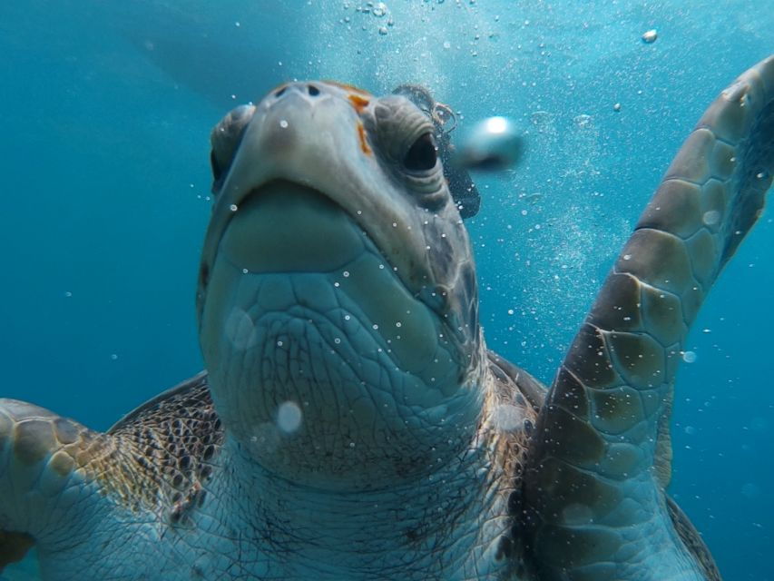 20 Minute Try Dive for Beginners