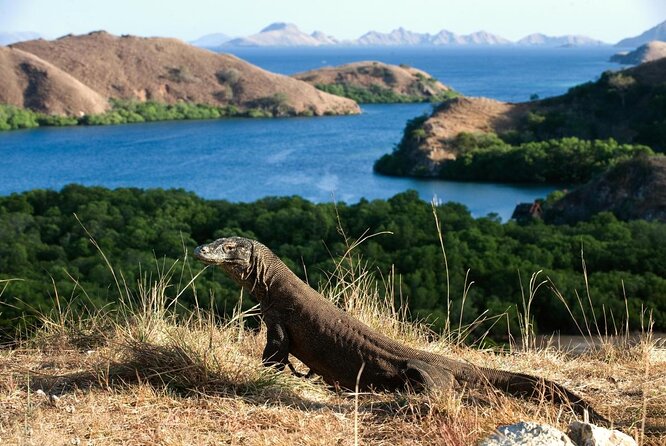 1- Day Komodo Island Tour Hopping Around by Speed Boat - Full-Day Tour From Labuan Bajo