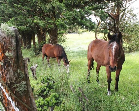 1 Hour Guided Meditation and Sound Journey in Waimea - Inclusions and Options