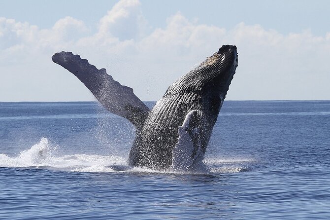 1 Hour Guided Whale Watching Cruise Experience in Waikiki - Participant Requirements