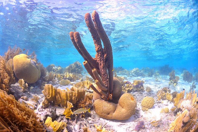 100% Private Sail & Dive From a 45ft Sailing Yacht in Bonaire - Exploring Bonaires Best Dive Spots