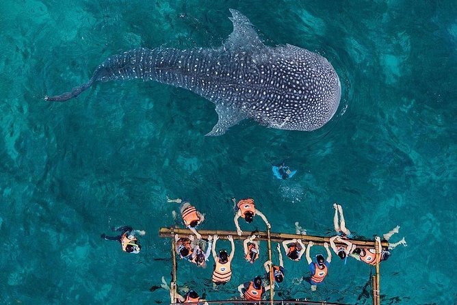 11 Days in Philippines : Cebu-Bohol-Camiguin-Siquijor - Exploring Cebus Hidden Gems