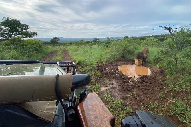 2 Day Big 5 Safari Tour of St Lucia, Hluhluwe, Imfolozi, Manyoni - Tour Details