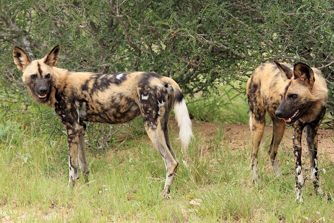 2 Day Kruger National Park Safari - Itinerary Overview