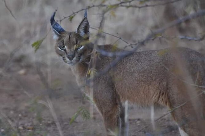 2 Day Pilanesberg Safari in 3 Star Lodge - Wildlife and Game Drives