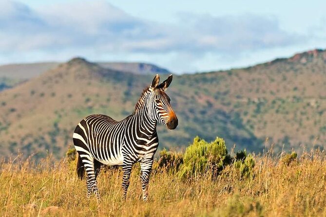 2 Day Private Luxury Addo Elephant & Mountain Zebra Park Safari - Itinerary Overview