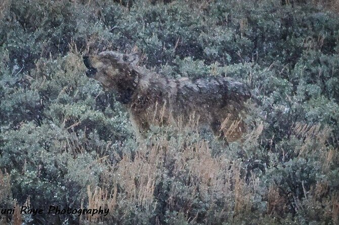 2-Day Private Tour in Yellowstone(Lower and Upper Loops W Iconic Sites) W Lunch - Meeting and Pickup