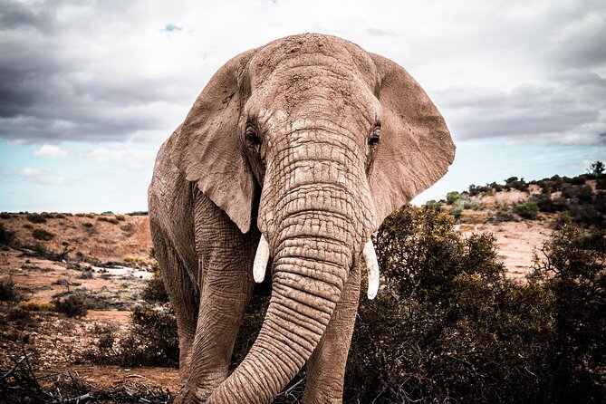 2 Day Small Group Garden Route Big 5 Safari Tour From Cape Town - Small Group Size