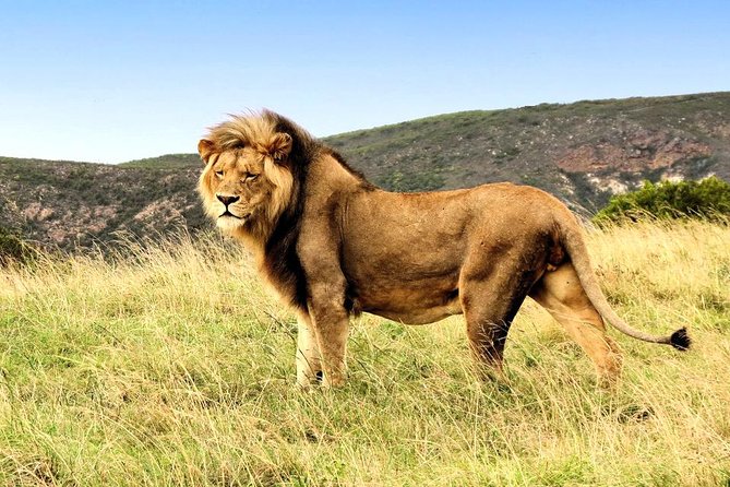 2 Day South African Wildlife of the Western Cape and 4x4 Safari - Pickup Logistics and Transportation