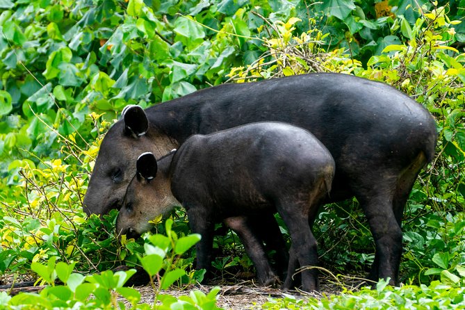 2-Day Tour in Corcovado, Sirena and San Pedrillo Stations - Tour Overview and Highlights