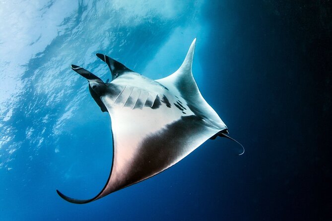 2 Days & 1 Night - 2 Dives in Lembongan/Penida (For Certified Divers) - Dive Activity Requirements