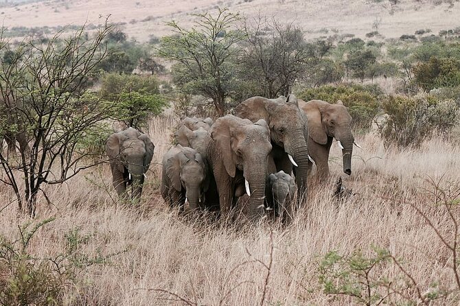 2 Days/ 1 Night - Dinokeng Safaris and Cullinan Tours - Accommodation Options