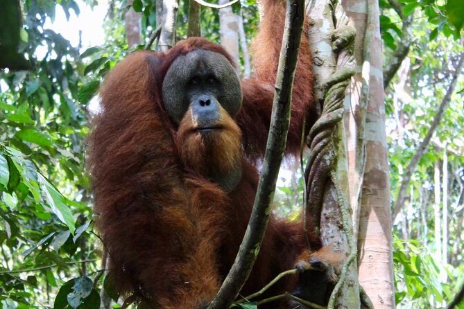 2 Days 1 Night in THE JUNGLE Mount Leuser ( See ORANGUTAN) - Meeting and Pickup