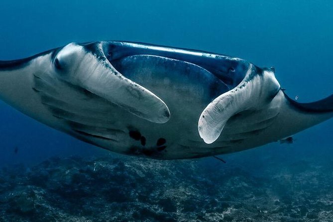 2 Days Discover Scuba Diving in Nusa Lembongan - Scuba Initiation - Preparation and Inclusions