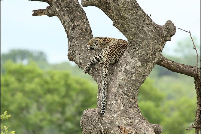 2-Days Pilanesberg Best Chance to View "Big 5" With Private Extended Safari - Importance of the Big Five in Pilanesberg